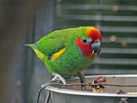 Parrot, Double-eyed Fig Cyclopsitta diophthalma