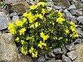 Draba aizoides