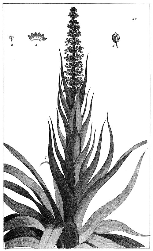 Botanical engraving of a single-stalked plant with long toothed leaves and a tall inflorescence