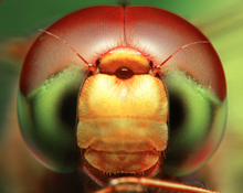 Headshot of a dragonfly taken with a 100 mm macro lens coupled with a 50 mm lens in reverse at the end Dragon Fly portrait using reverse ring macro.png