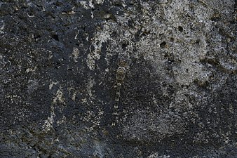 Rock Dweller/Granite Ghost (Bradinopyga geminata)