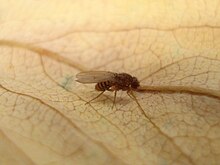 Drosophila meridiana 01.JPG