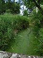 Čeština: Dubenský potok v okrese České Budějovice. English: Dubenský potok (Dubenský Stream), České Budějovice District, South Bohemian Region, Czech Republic.