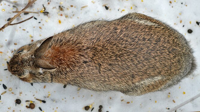 Eastern Cottontail (Sylvilagus floridanus)