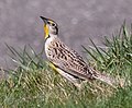 Thumbnail for File:Eastern meadowlark in CP (65985).jpg