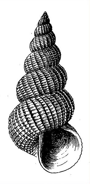 File:Eccliseogyra formosissima (Jeffreys, 1884) - BioLib.cz.jpg
