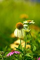 White Coneflower (Echinacea purpurea).