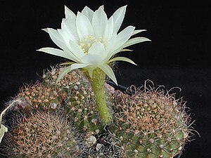 Echinopsis ancistrophora1MW.jpg