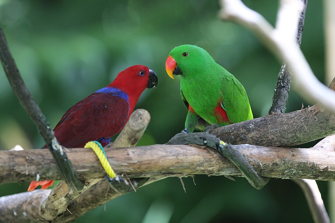 Eclectus