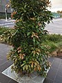 Elaeocarpus eumundi (Monash Uni in Clayton, Melbourne).jpg