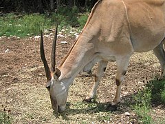 Éland (Taurotragus oryx).