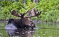 Ein Elch (Alces alces) weidet unterwasser am Ufer des Dezadeash River.