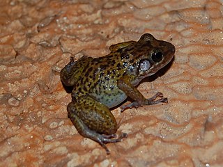 <span class="mw-page-title-main">Barahona rock frog</span> Species of amphibian