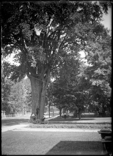 File:Elm tree by Dr. Walmsley's, Picton, with boys on bicycles at its base (I0013207).tif