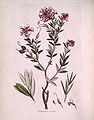 TAB. IX. Embothrium sericeum (now Grevillea sericea)