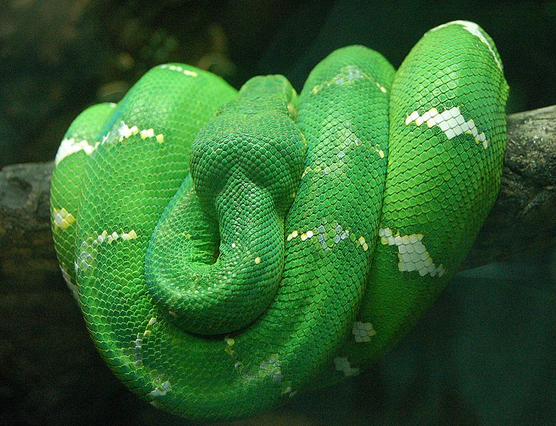 Файл:Emerald Tree Boa Wrapped on a Branch 2480px.jpg