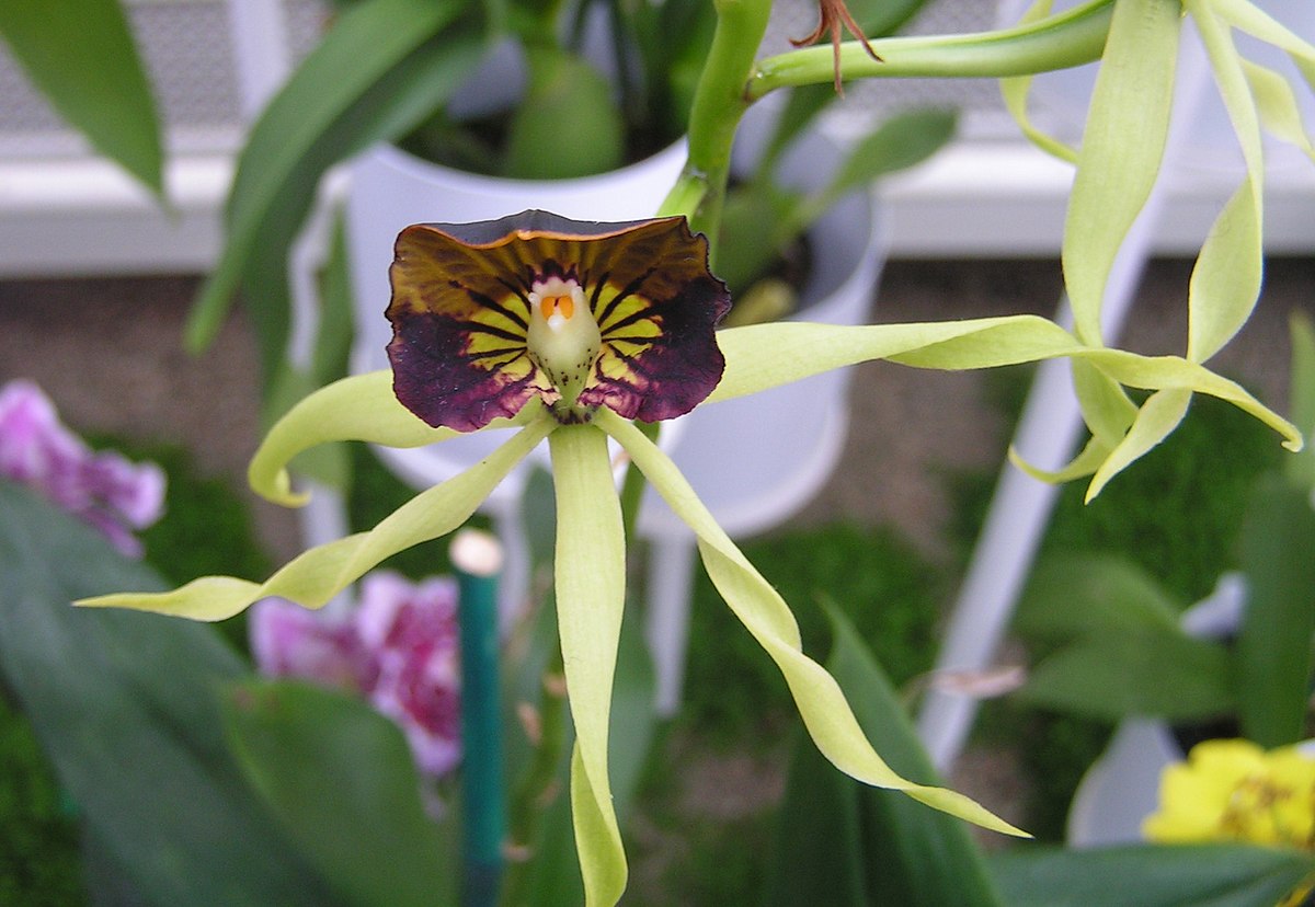 Prosthechea cochleata - Wikipedia, la enciclopedia libre