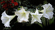 Miniatuur voor Brugmansia