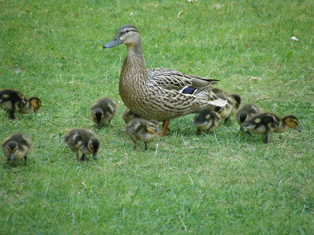 Duck source. Крыжень утка. Животный мир ПМР. Растительный и животный мир Приднестровья. Молодые утки первого года.