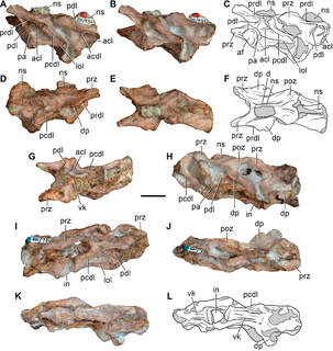 <i>Eorasaurus</i> genus of reptiles