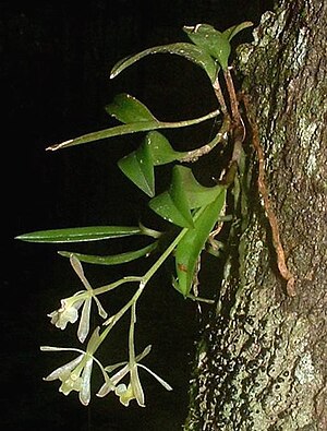 Epidendrum: Beschreibung, Verbreitung und Standorte, Systematik