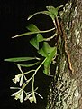 Wild E. magnoliae (syn. conopseum), Gadsden County, Floride.