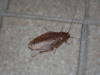 <i>Epilampra maya</i> Species of cockroach