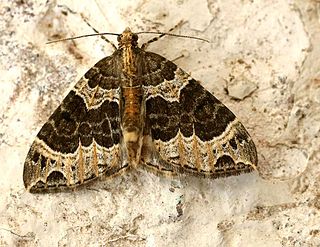 <i>Ecliptopera capitata</i> Species of moth