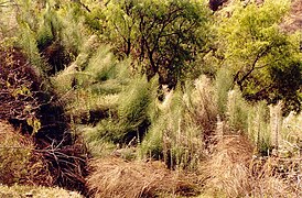 Equisetum_giganteum en Pitunilla.