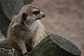 * Nomination Erdmännchen made by User:Ireas. _ ABF _ ϑ 16:23, 13 January 2008 (UTC) * Promotion A little noisy, but otherwise okay. You've caught the meerkat with a nice expression too. RedCoat 15:47, 14 January 2008 (UTC)