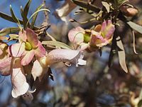 Eremophila platycalyx