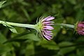 Erigeron peregrinus