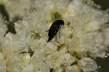 Eriogonum compositum