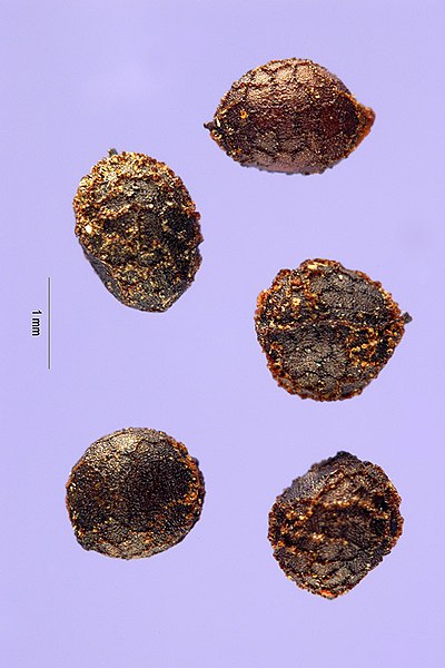 File:Eschscholzia californica seeds.jpg