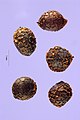 Eschscholzia californica seeds.jpg