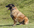 Estrela Mountain Dog (20843800936).jpg