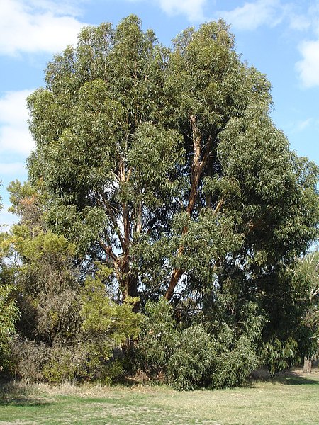 File:Eucalyptus cordata.jpg