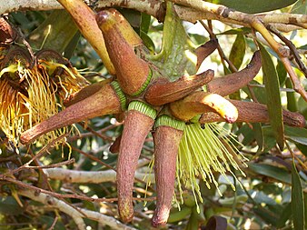 flower buds Eucalyptus lehmannii (buds).JPG