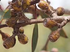fruit Eucalyptus leptocalyx fruit (2).jpg
