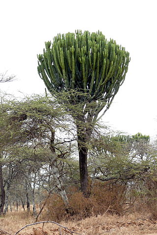 <i>Euphorbia candelabrum</i> Species of flowering plant