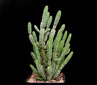 Euphorbia debilispina