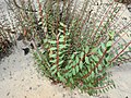 Thumbnail for Euphorbia duckei