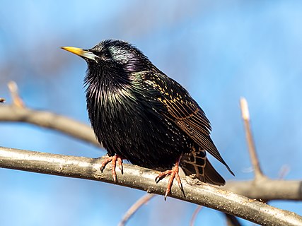 European starling in Central Park