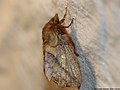 Euthrix potatoria (Linnaeus, 1758)