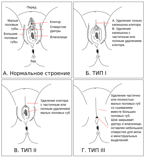 Фото Женских Половых Губ