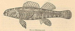 FMIB 40385 Etheostoma zonale.jpeg