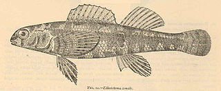 <i>Etheostoma zonale</i> Species of fish