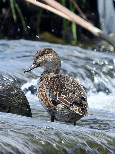 A female Eurasian teal in the river