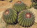 Ferocactus viridescens