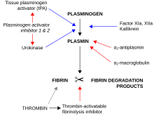 Depiction of the pathway that alteplase (t-PA) uses to promote the degradation of a blood clot (fibrin). Fibrinolysis.svg